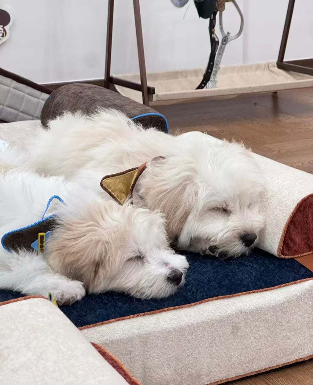 Individually Wrapped Pocket Spring Pet Mattress: Why SoundnestPro Mattresses Are Better for Your Pup’s Sleep