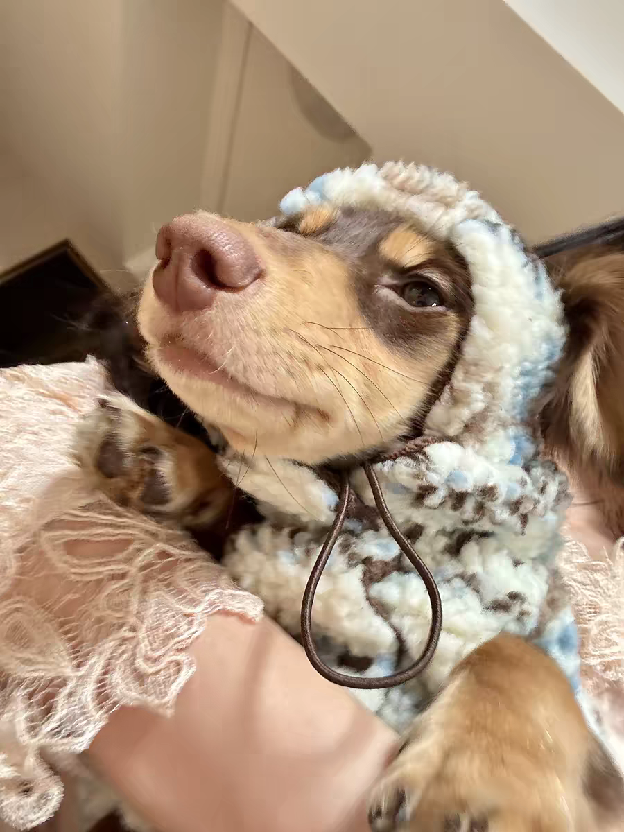 Real Pet Parent Reviews: SoundnestPro Premium Dog Clothes – Real‑Life UGC Photos