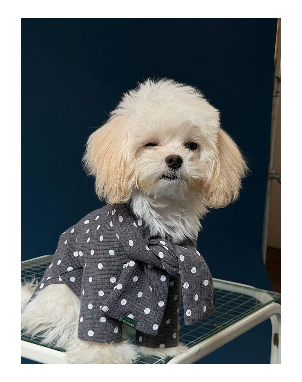 Polka Dot Pet Scarf