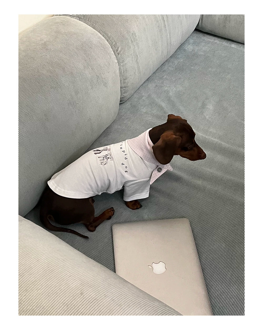 Cute Printed Pet T-Shirt