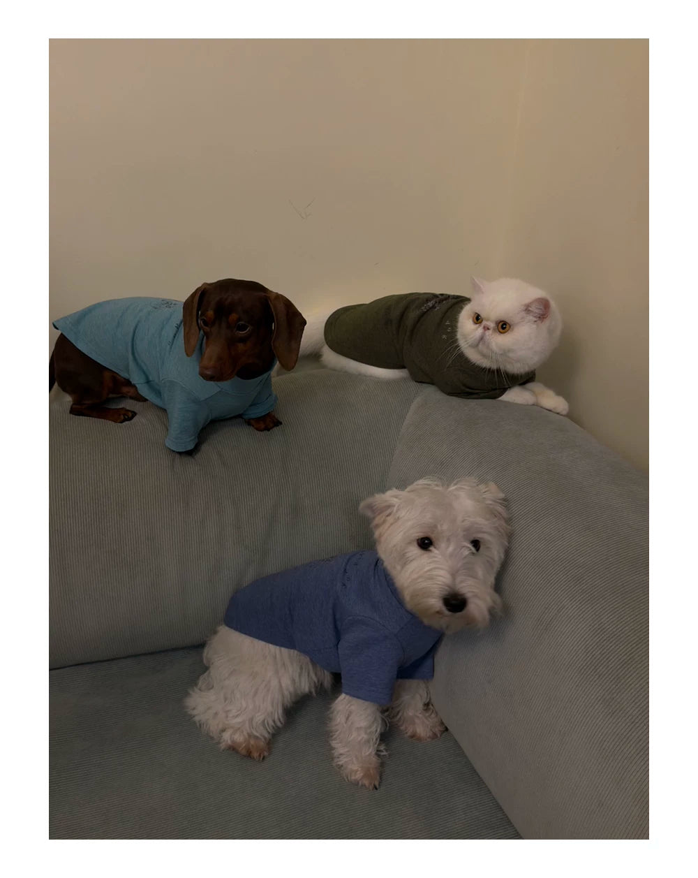 Cute Printed Pet T-Shirt