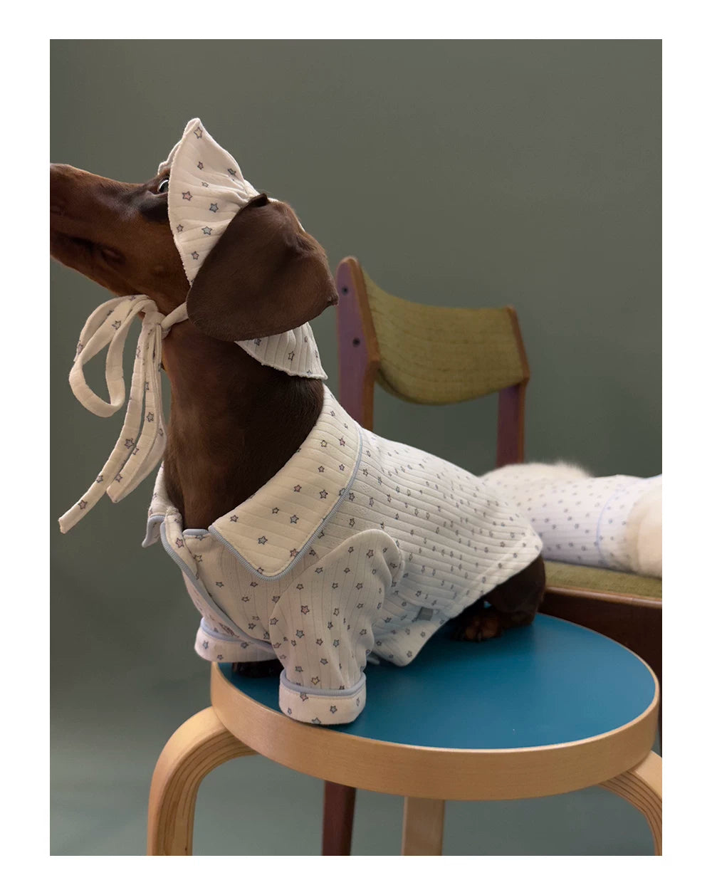 Star Print Pet Hat