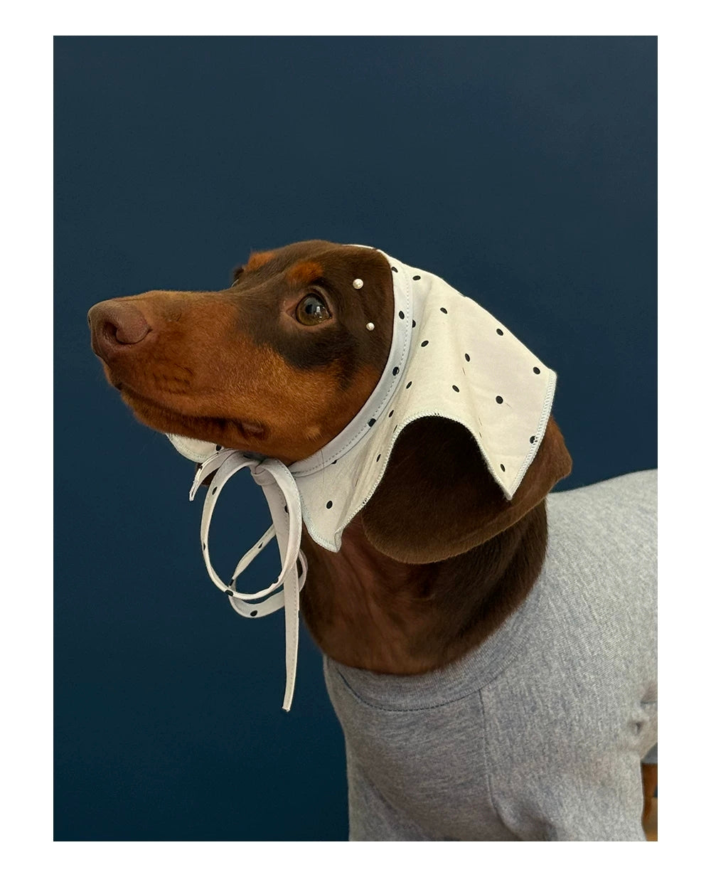 Cute Puppy Decorative Collar for Dogs